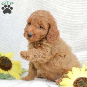 Levi F1BB, Mini Goldendoodle Puppy