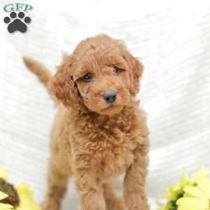Levi F1BB, Mini Goldendoodle Puppy