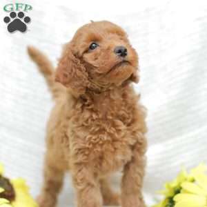 Levi F1BB, Mini Goldendoodle Puppy