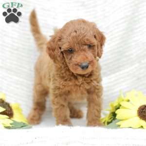 Levi F1BB, Mini Goldendoodle Puppy