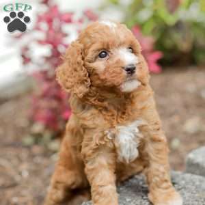 Jewel, Goldendoodle Puppy