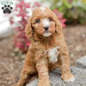 Jewel, Goldendoodle Puppy