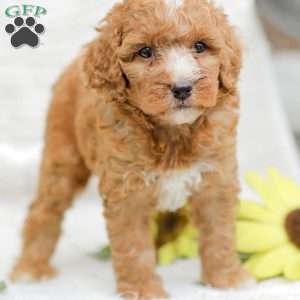 Jewel, Goldendoodle Puppy
