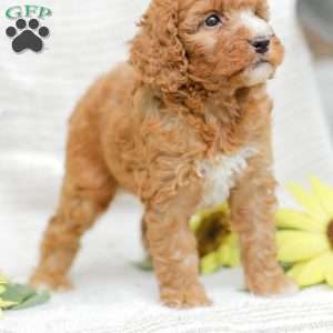 Jewel, Goldendoodle Puppy