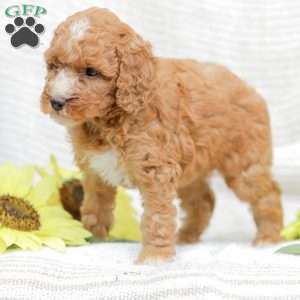 Jewel, Goldendoodle Puppy