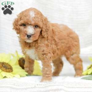 Jewel, Goldendoodle Puppy