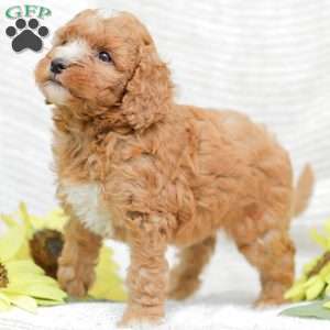 Jewel, Goldendoodle Puppy