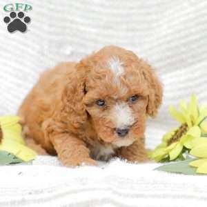 Jewel, Goldendoodle Puppy