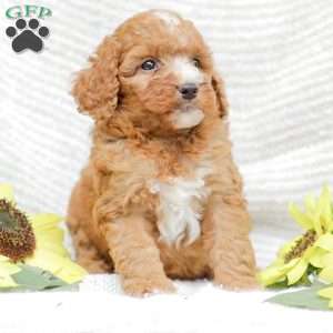 Jewel, Goldendoodle Puppy