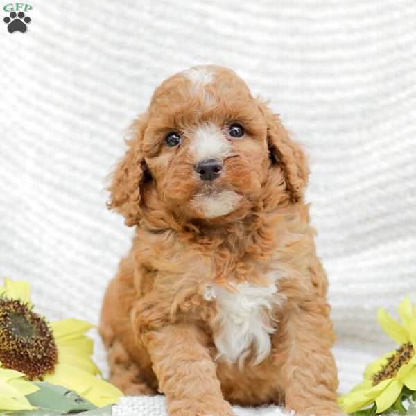 Jewel, Goldendoodle Puppy