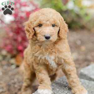Jenny, Goldendoodle Puppy