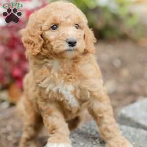Jenny, Goldendoodle Puppy