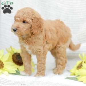 Jenny, Goldendoodle Puppy