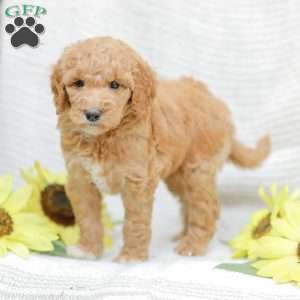 Jenny, Goldendoodle Puppy