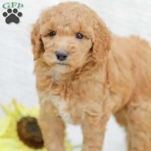 Jenny, Goldendoodle Puppy