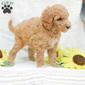 Jenny, Goldendoodle Puppy