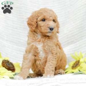 Jenny, Goldendoodle Puppy