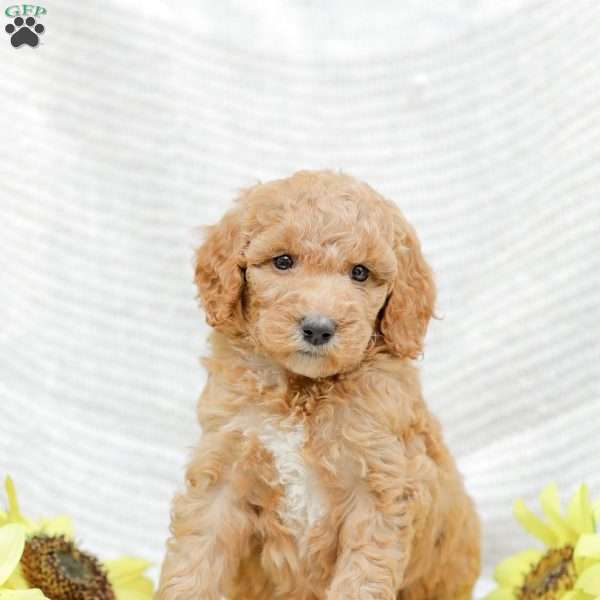 Jenny, Goldendoodle Puppy