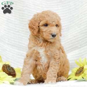 Jenny, Goldendoodle Puppy