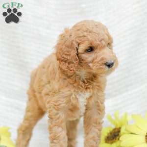 Jenny, Goldendoodle Puppy