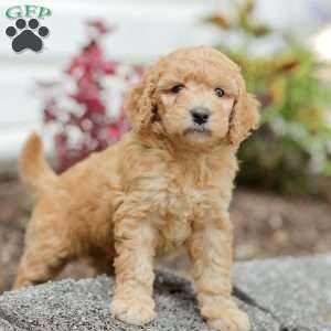 Jasmine, Goldendoodle Puppy