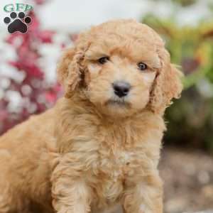 Jasmine, Goldendoodle Puppy