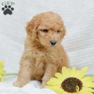Jasmine, Goldendoodle Puppy