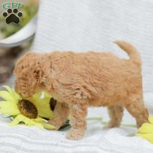 Jasmine, Goldendoodle Puppy