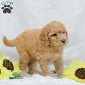 Jasmine, Goldendoodle Puppy