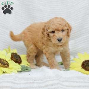 Jasmine, Goldendoodle Puppy