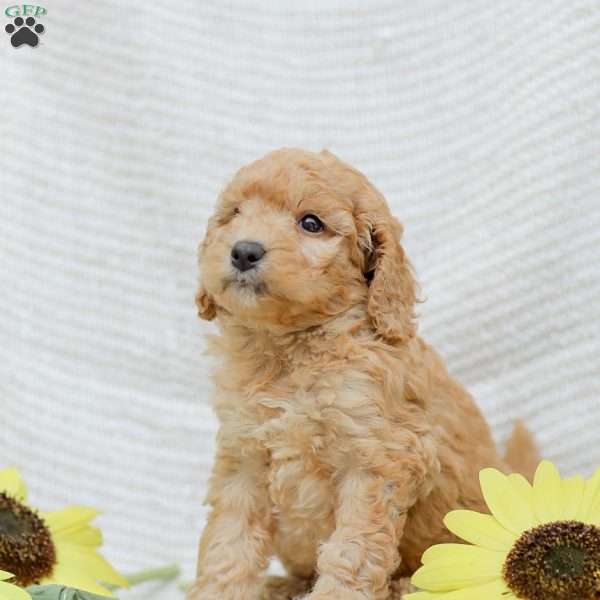 Jasmine, Goldendoodle Puppy
