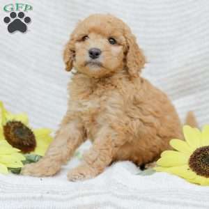 Jasmine, Goldendoodle Puppy