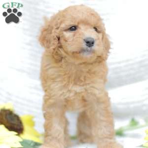 Jasmine, Goldendoodle Puppy