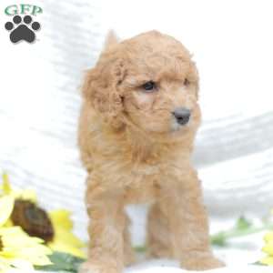 Jasmine, Goldendoodle Puppy