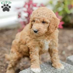 Jessie, Goldendoodle Puppy