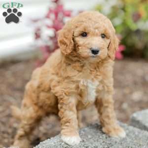 Jessie, Goldendoodle Puppy