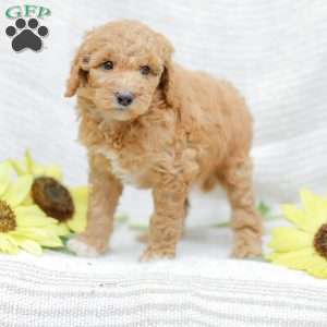 Jessie, Goldendoodle Puppy