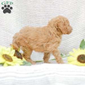 Jessie, Goldendoodle Puppy