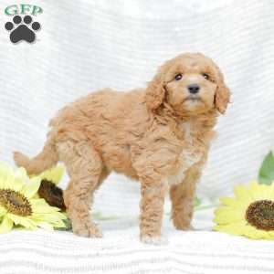 Jessie, Goldendoodle Puppy