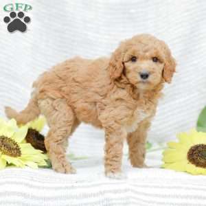 Jessie, Goldendoodle Puppy