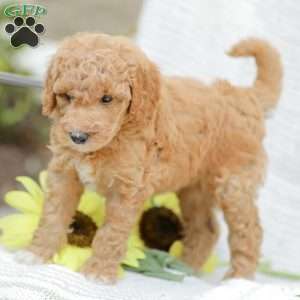 Jessie, Goldendoodle Puppy