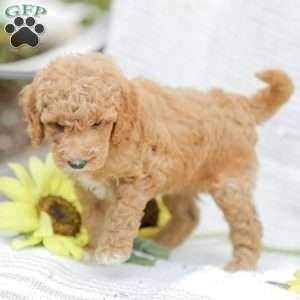 Jessie, Goldendoodle Puppy