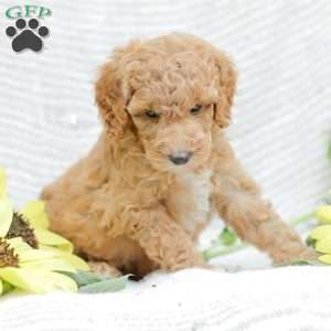 Jessie, Goldendoodle Puppy