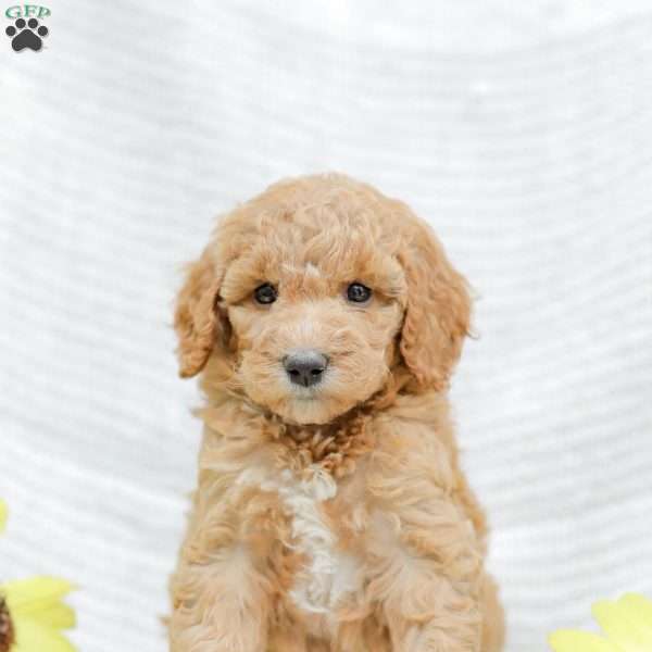 Jessie, Goldendoodle Puppy