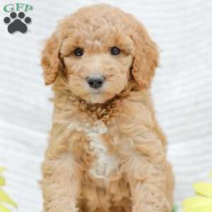 Jessie, Goldendoodle Puppy