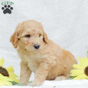 Justin, Goldendoodle Puppy