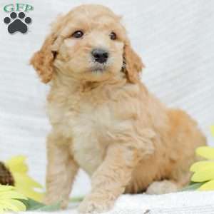 Justin, Goldendoodle Puppy