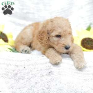 Justin, Goldendoodle Puppy