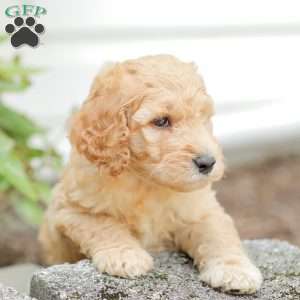 Justin, Goldendoodle Puppy