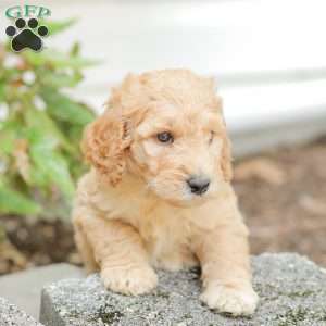 Justin, Goldendoodle Puppy